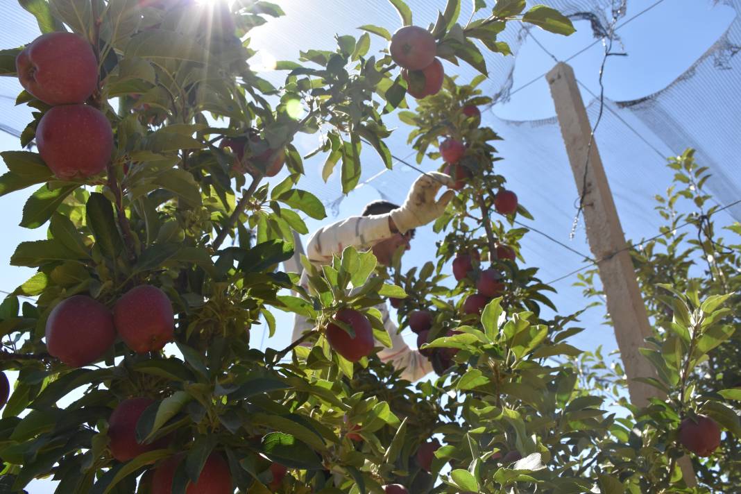 Hasat başladı, bir meyve daha cep yakacak 5